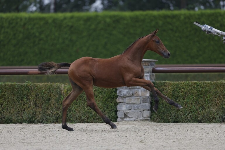 Combined group of foals and three year old mares in Trigon Auction