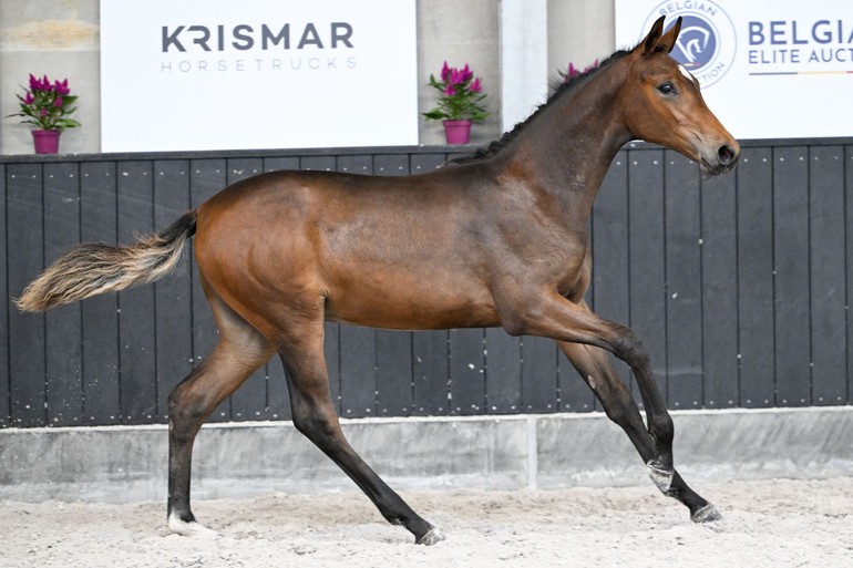 Belgian Elite Auction