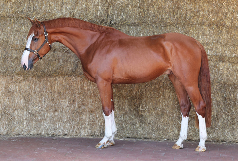 Dutch Horse Trading