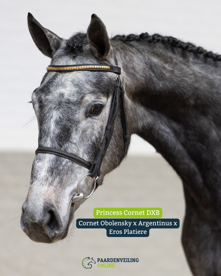 Princess Cornet DXB - Cornet Obolensky x Argentinus x Eros Platiere