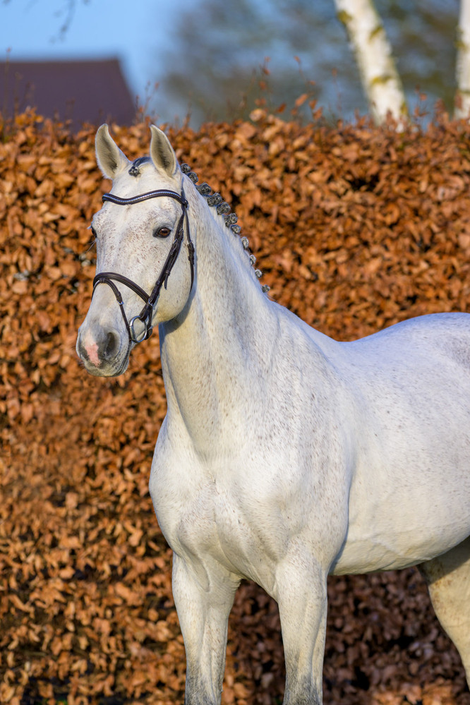 Diablo Blanco 