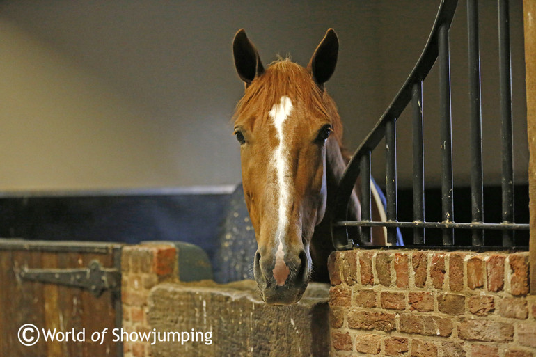 Willem Greve's beautiful stable