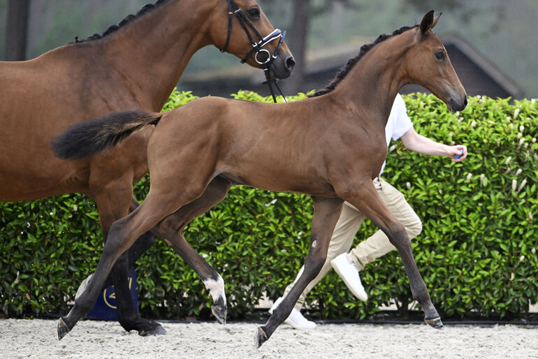 Zangersheide commences the foal auction season and presents a