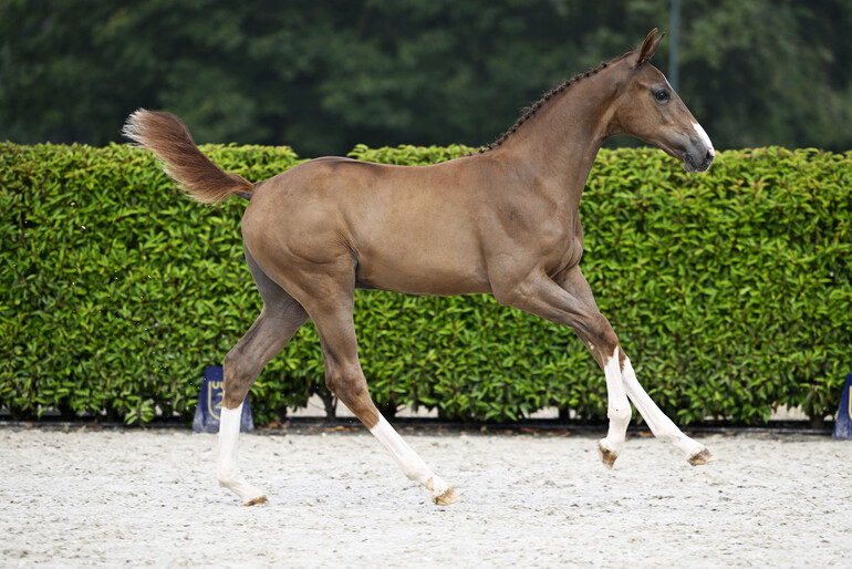 Zangersheide commences the foal auction season and presents a