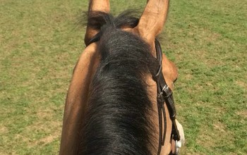 Cosi loves the big grass arena open for flatting!