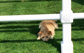 Carly helping mom walk the course for the big class!
