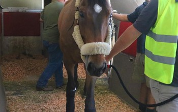 The horses arrive in Las Vegas