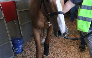 The horses arrive in Las Vegas