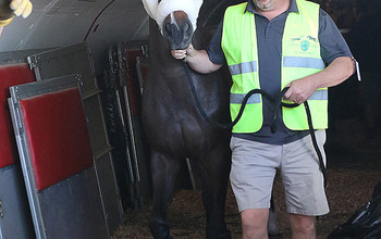 The horses arrive in Las Vegas