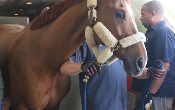 The horses arrive in Las Vegas