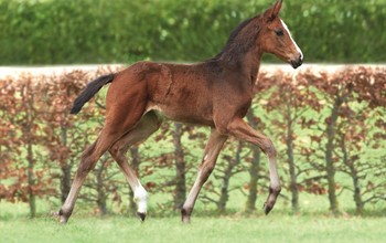 No 15 filly by Connor - Quirado