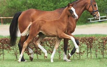 No 21 filly by Quaterback - Aljano.
