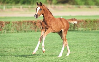 No 26 filly by Untouchable - Contender.