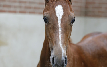 VDL Groep Kees by London and out of VDL Groep Taranta