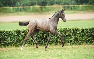 Filly by Cornet Obolensky – Ibisco xx