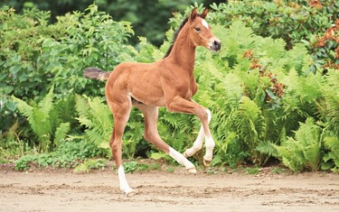 Colt by Casall – Cassini I