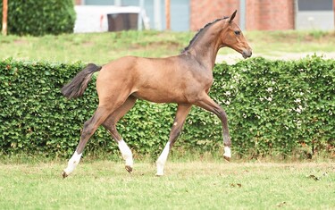Colt by Casall – Contender