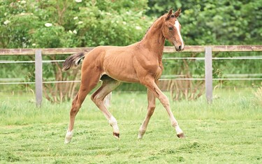 Colt by Quidam de Revel – Cormint