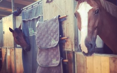 Cantinero and Gotha