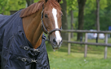 Quister enjoying the field. Photo (c) Jenny Abrahamsson.