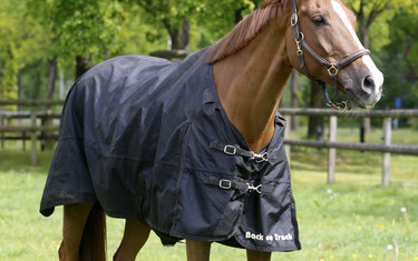 Quister enjoying the field. Photo (c) Jenny Abrahamsson.