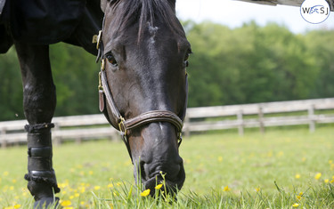 Cortes 'C' enjoying life in the field. Photo (c) Jenny Abrahamsson.