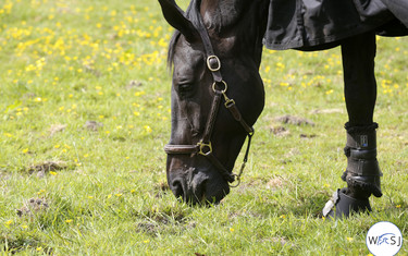 Cortes 'C' enjoying life in the field. Photo (c) Jenny Abrahamsson.
