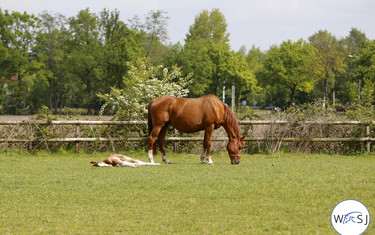 Johan Heins' yard where Beezie is based during her time in Europe. Photo (c) Jenny Abrahamsson.