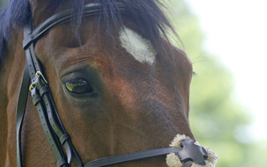2013 World Cup Champion Simon. Photo (c) Jenny Abrahamsson.