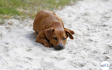 Dog life. Photo (c) Jenny Abrahamsson.
