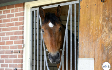 2013 World Cup Champion Simon. Photo (c) Jenny Abrahamsson.
