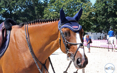 (c) World of Showjumping