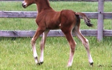 Haras de la Vie