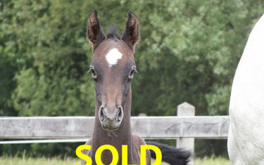 Haras de la Vie