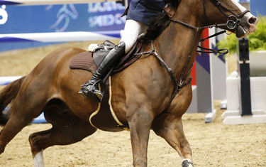 Photo (c) Tiffany Van Halle for World of Showjumping