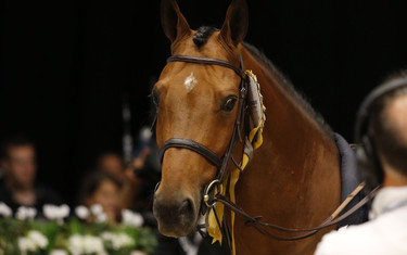 Photo (c) Tiffany Van Halle for World of Showjumping