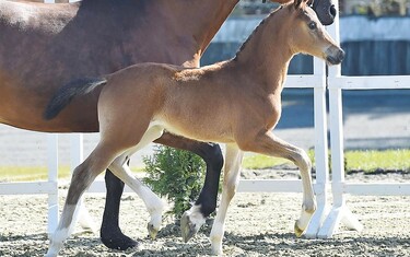 Cat. no 6 Heartpower (Heartbreaker x Voltaire x Veneur de Luc)