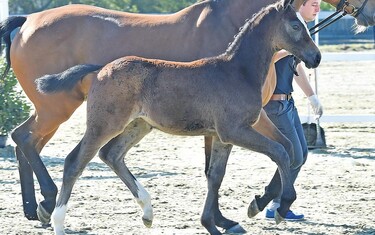 Cat. no. 17 Cornet Fuego (Cornet Obolensky x Fuego du Prelet x Landino)