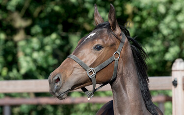Da Luca AF Z is by Dominator Z out of Femme Fatal (Coriano Z x Kannan) who competed up to1.45 level in USA