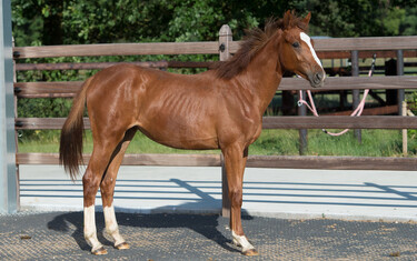 Electric Dance AF Z is by Elvis Ter Putte out of Ode Des Roches(First De Launy x Tu Viens Dorval) who competed up to 1.60 level with Marlon Zanotelli