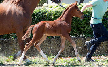 Ode de Roches' colt by Comme Il Faut.