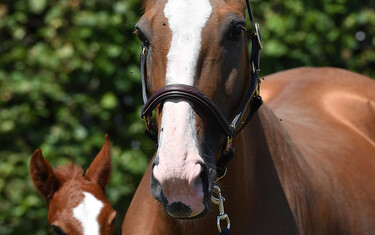 Ode de Roches' colt by Comme Il Faut.
