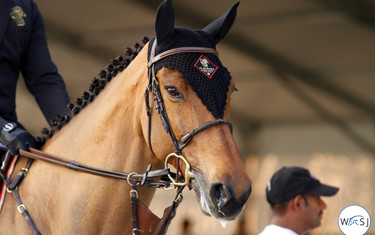 (c) World of Showjumping