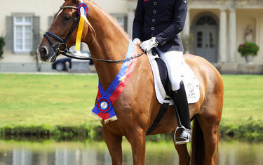 Bitcoin: Bordeaux – Rubinstein I – Don Primero. Born 05 / 2014, chestnut gelding size XL: A champion without if’s and but’s.
