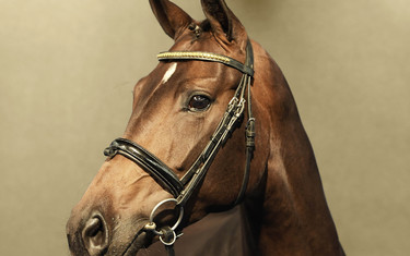  Fürstin Gesine: Fürst Heinrich – Sir Donnerhall I – Don Schufro. Born 03 / 2013, dark bay mare size XL. A fashion queen from an exceptional mare line.