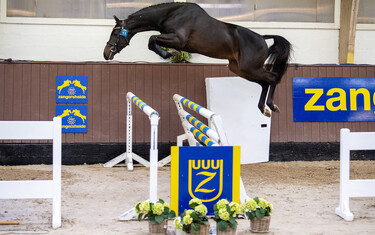1011, LIAMANT W, VDL STUD & W. WIJNEN, zangersheide voorjaar hengstenkeuring 2019