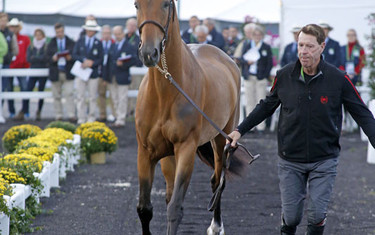 Captain Canada: Ian Millar is pretty fit at the age of 67.