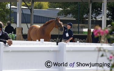 McLain Ward and Rothchild had a little moment together before it was their turn to trot up. 