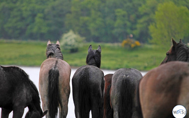 (c) World of Showjumping