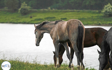 (c) World of Showjumping